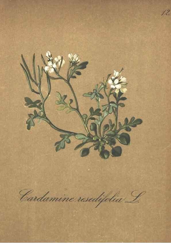 Reproducción/Reproduction 7348938810: Die Alpenpflanzen nach der Natur gemalt /. Prag :F. Tempsky,1879-1884.