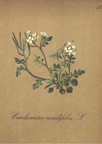 Reproducción/Reproduction 7348938810: Die Alpenpflanzen nach der Natur gemalt /. Prag :F. Tempsky,1879-1884.
