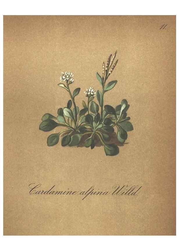 Reproducción/Reproduction 7163727581: Die Alpenpflanzen nach der Natur gemalt /. Prag :F. Tempsky,1879-1884.