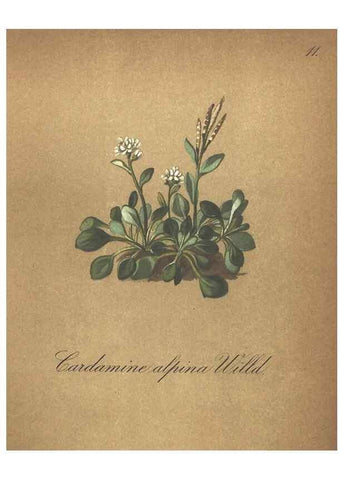 Reproducción/Reproduction 7163727581: Die Alpenpflanzen nach der Natur gemalt /. Prag :F. Tempsky,1879-1884.