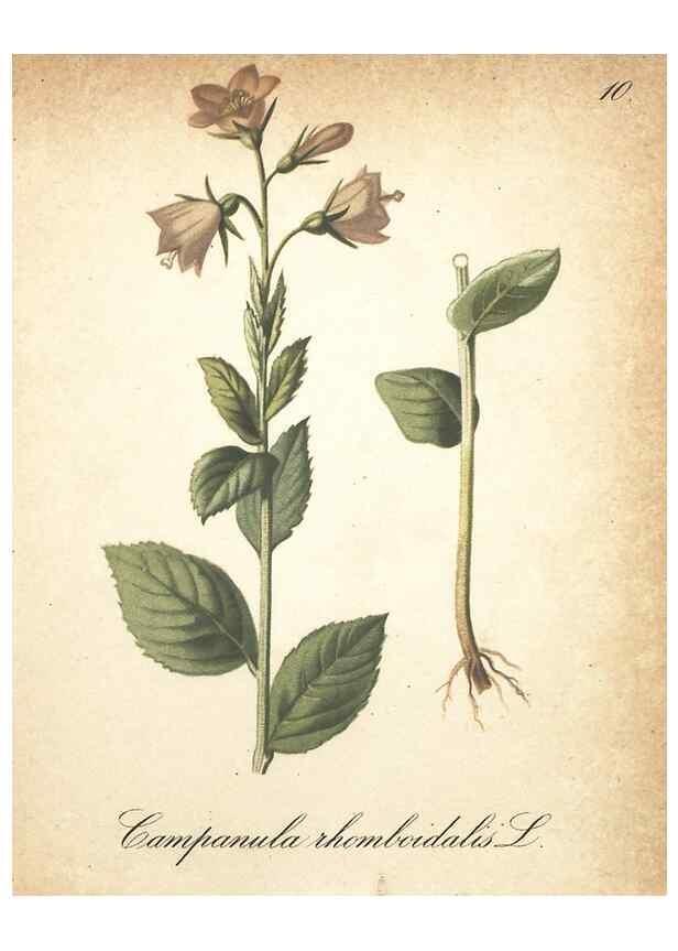 Reproducción/Reproduction 7348937528: Die Alpenpflanzen nach der Natur gemalt /. Prag :F. Tempsky,1879-1884.