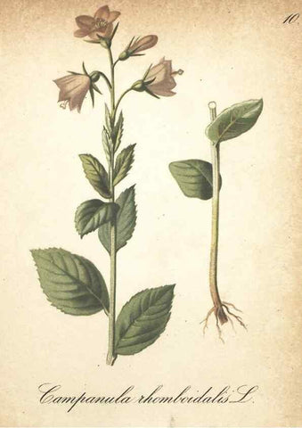 Reproducción/Reproduction 7348937528: Die Alpenpflanzen nach der Natur gemalt /. Prag :F. Tempsky,1879-1884.