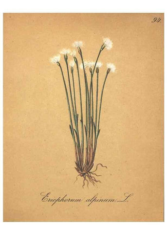 Reproducción/Reproduction 7163673009: Die Alpenpflanzen nach der Natur gemalt /. Prag :F. Tempsky,1879-1884.