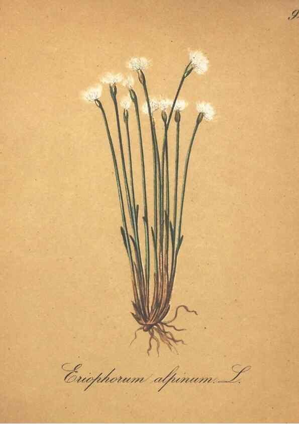 Reproducción/Reproduction 7163673009: Die Alpenpflanzen nach der Natur gemalt /. Prag :F. Tempsky,1879-1884.