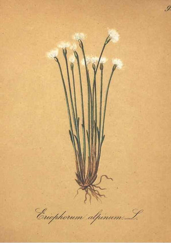 Reproducción/Reproduction 7163673009: Die Alpenpflanzen nach der Natur gemalt /. Prag :F. Tempsky,1879-1884.