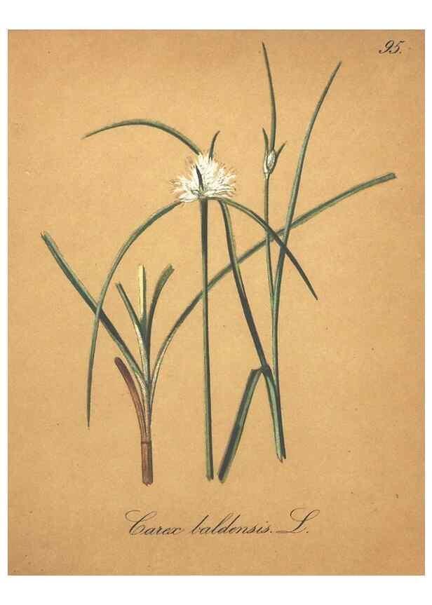 Reproducción/Reproduction 7163673581: Die Alpenpflanzen nach der Natur gemalt /. Prag :F. Tempsky,1879-1884.