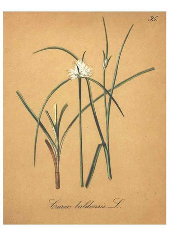 Reproducción/Reproduction 7163673581: Die Alpenpflanzen nach der Natur gemalt /. Prag :F. Tempsky,1879-1884.