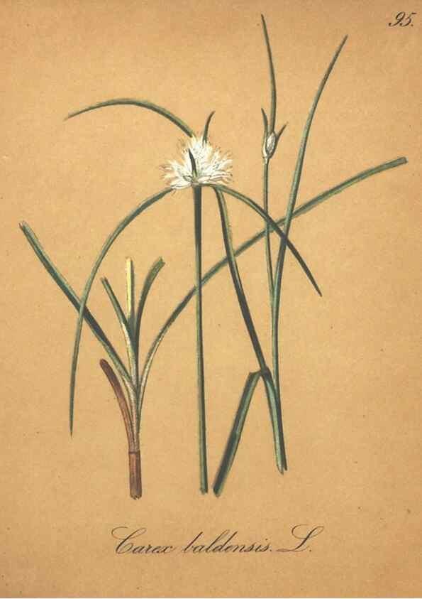 Reproducción/Reproduction 7163673581: Die Alpenpflanzen nach der Natur gemalt /. Prag :F. Tempsky,1879-1884.