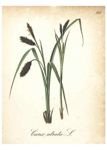Reproducción/Reproduction 7348884736: Die Alpenpflanzen nach der Natur gemalt /. Prag :F. Tempsky,1879-1884.