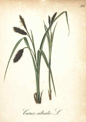 Reproducción/Reproduction 7348884736: Die Alpenpflanzen nach der Natur gemalt /. Prag :F. Tempsky,1879-1884.