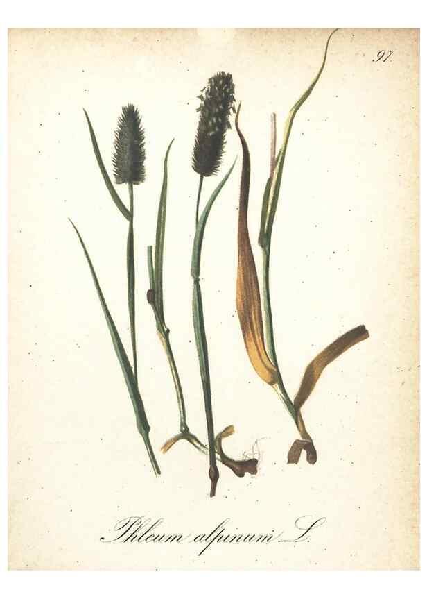 Reproducción/Reproduction 7163674747: Die Alpenpflanzen nach der Natur gemalt /. Prag :F. Tempsky,1879-1884.
