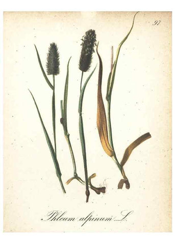 Reproducción/Reproduction 7163674747: Die Alpenpflanzen nach der Natur gemalt /. Prag :F. Tempsky,1879-1884.