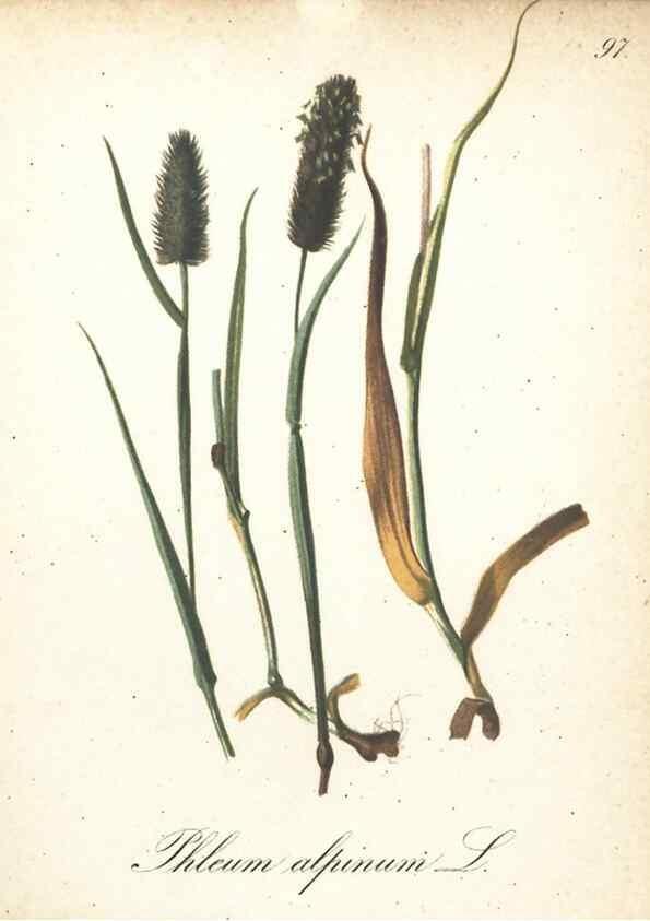Reproducción/Reproduction 7163674747: Die Alpenpflanzen nach der Natur gemalt /. Prag :F. Tempsky,1879-1884.