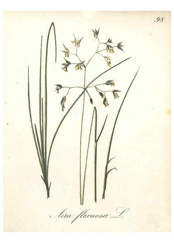 Reproducción/Reproduction 7163675395: Die Alpenpflanzen nach der Natur gemalt /. Prag :F. Tempsky,1879-1884.