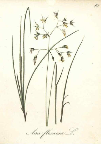 Reproducción/Reproduction 7163675395: Die Alpenpflanzen nach der Natur gemalt /. Prag :F. Tempsky,1879-1884.