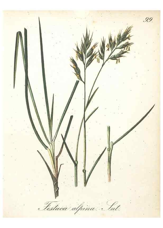 Reproducción/Reproduction 7163675881: Die Alpenpflanzen nach der Natur gemalt /. Prag :F. Tempsky,1879-1884.