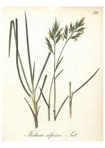 Reproducción/Reproduction 7163675881: Die Alpenpflanzen nach der Natur gemalt /. Prag :F. Tempsky,1879-1884.