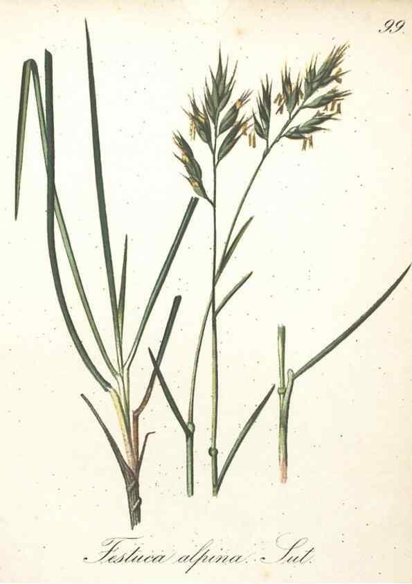Reproducción/Reproduction 7163675881: Die Alpenpflanzen nach der Natur gemalt /. Prag :F. Tempsky,1879-1884.