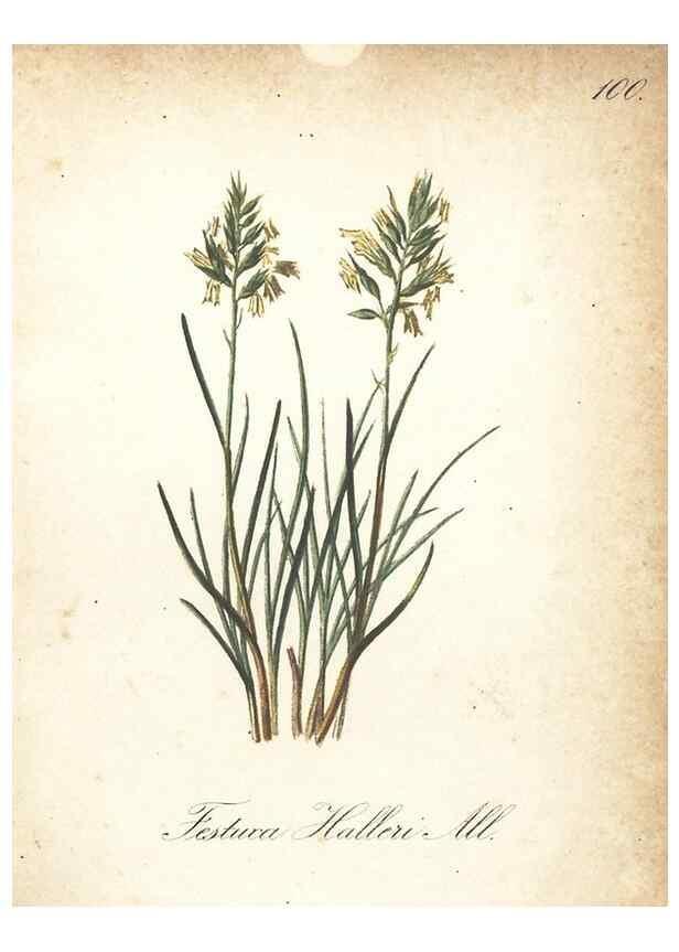 Reproducción/Reproduction 7163676339: Die Alpenpflanzen nach der Natur gemalt /. Prag :F. Tempsky,1879-1884.