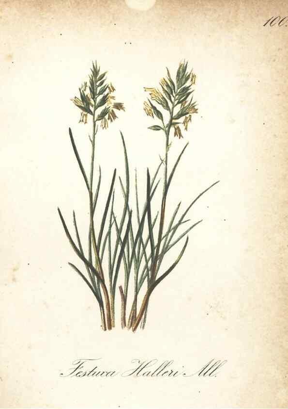 Reproducción/Reproduction 7163676339: Die Alpenpflanzen nach der Natur gemalt /. Prag :F. Tempsky,1879-1884.