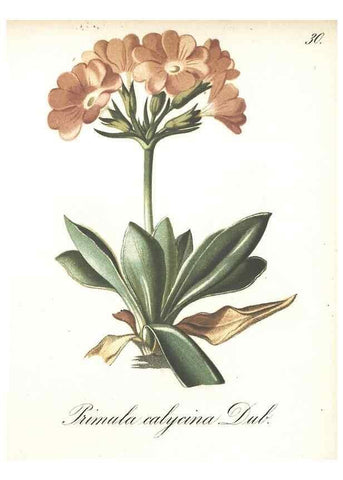 Reproducción/Reproduction 7348953314: Die Alpenpflanzen nach der Natur gemalt /. Prag :F. Tempsky,1879-1884.