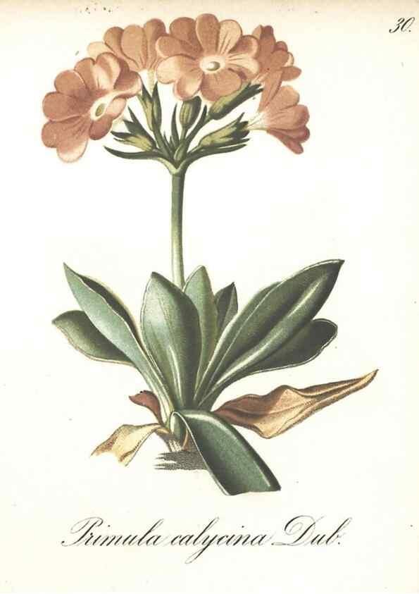 Reproducción/Reproduction 7348953314: Die Alpenpflanzen nach der Natur gemalt /. Prag :F. Tempsky,1879-1884.