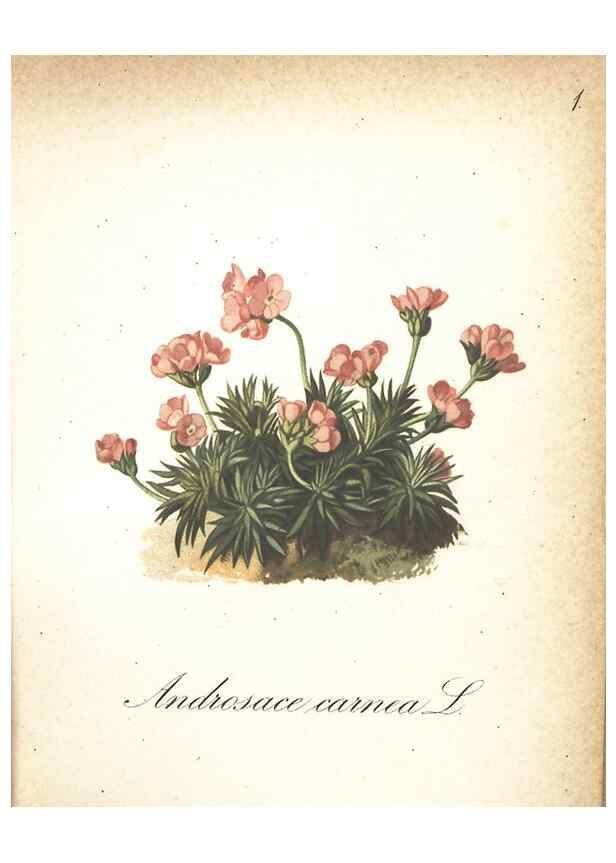 Reproducción/Reproduction 7163721705: Die Alpenpflanzen nach der Natur gemalt /. Prag :F. Tempsky,1879-1884.