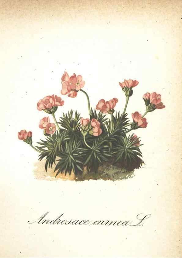 Reproducción/Reproduction 7163721705: Die Alpenpflanzen nach der Natur gemalt /. Prag :F. Tempsky,1879-1884.