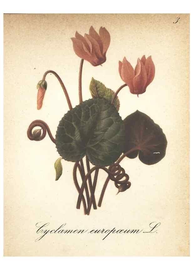 Reproducción/Reproduction 7348933188: Die Alpenpflanzen nach der Natur gemalt /. Prag :F. Tempsky,1879-1884.