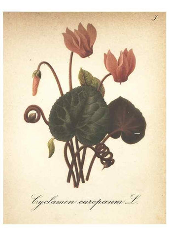 Reproducción/Reproduction 7348933188: Die Alpenpflanzen nach der Natur gemalt /. Prag :F. Tempsky,1879-1884.
