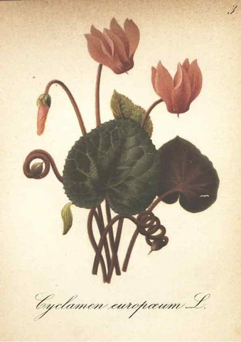 Reproducción/Reproduction 7348933188: Die Alpenpflanzen nach der Natur gemalt /. Prag :F. Tempsky,1879-1884.