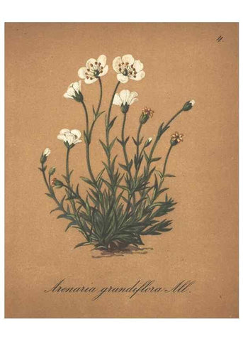Reproducción/Reproduction 7163723495: Die Alpenpflanzen nach der Natur gemalt /. Prag :F. Tempsky,1879-1884.