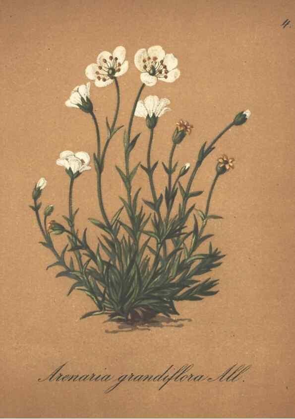 Reproducción/Reproduction 7163723495: Die Alpenpflanzen nach der Natur gemalt /. Prag :F. Tempsky,1879-1884.