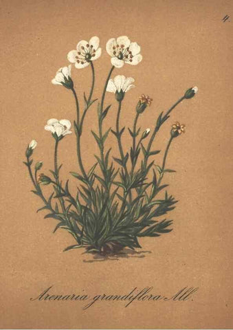 Reproducción/Reproduction 7163723495: Die Alpenpflanzen nach der Natur gemalt /. Prag :F. Tempsky,1879-1884.