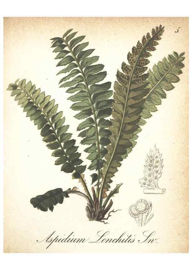 Reproducción/Reproduction 7348934630: Die Alpenpflanzen nach der Natur gemalt /. Prag :F. Tempsky,1879-1884.
