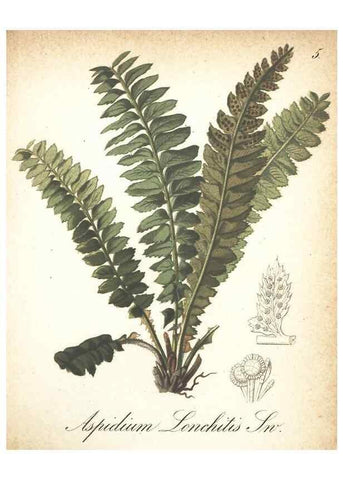 Reproducción/Reproduction 7348934630: Die Alpenpflanzen nach der Natur gemalt /. Prag :F. Tempsky,1879-1884.