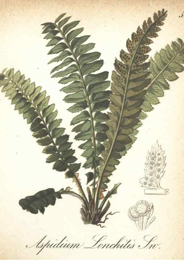Reproducción/Reproduction 7348934630: Die Alpenpflanzen nach der Natur gemalt /. Prag :F. Tempsky,1879-1884.