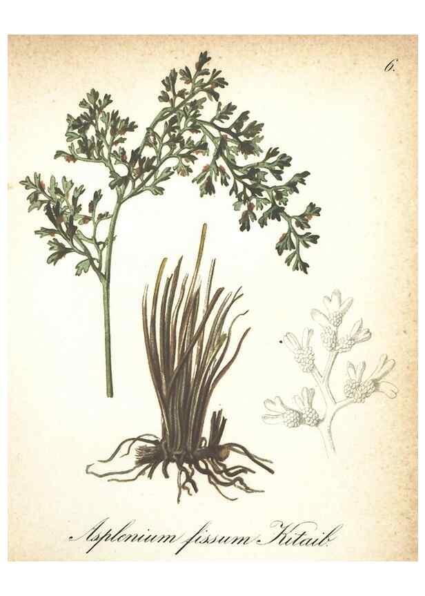 Reproducción/Reproduction 7348935290: Die Alpenpflanzen nach der Natur gemalt /. Prag :F. Tempsky,1879-1884.