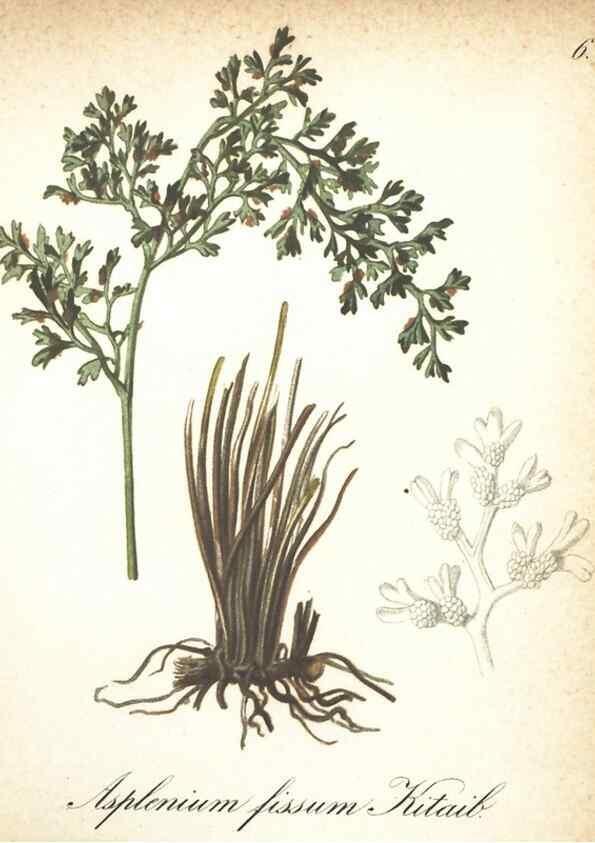 Reproducción/Reproduction 7348935290: Die Alpenpflanzen nach der Natur gemalt /. Prag :F. Tempsky,1879-1884.