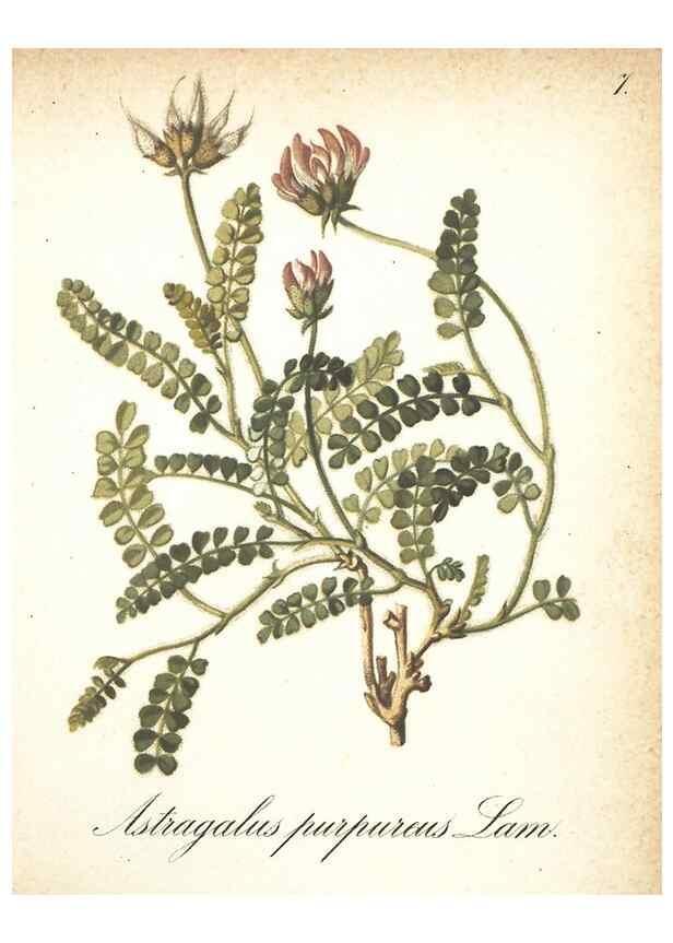 Reproducción/Reproduction 7348935836: Die Alpenpflanzen nach der Natur gemalt /. Prag :F. Tempsky,1879-1884.