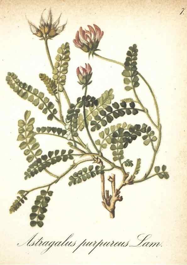 Reproducción/Reproduction 7348935836: Die Alpenpflanzen nach der Natur gemalt /. Prag :F. Tempsky,1879-1884.