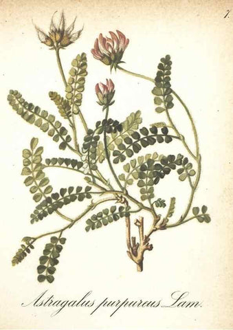 Reproducción/Reproduction 7348935836: Die Alpenpflanzen nach der Natur gemalt /. Prag :F. Tempsky,1879-1884.