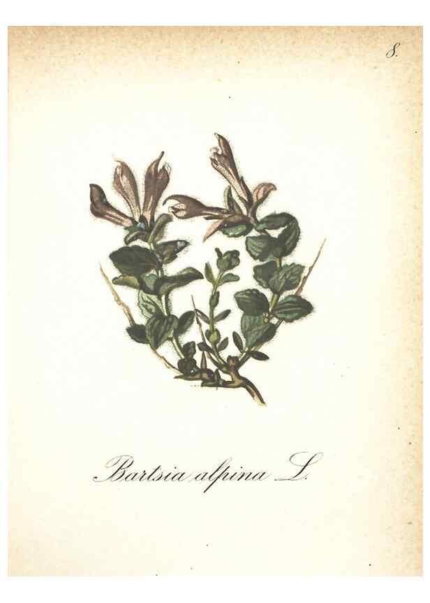 Reproducción/Reproduction 7348936274: Die Alpenpflanzen nach der Natur gemalt /. Prag :F. Tempsky,1879-1884.