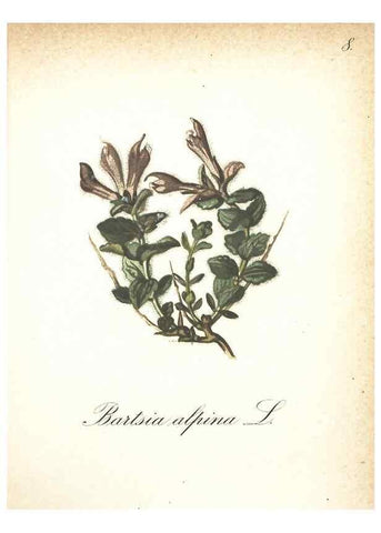 Reproducción/Reproduction 7348936274: Die Alpenpflanzen nach der Natur gemalt /. Prag :F. Tempsky,1879-1884.