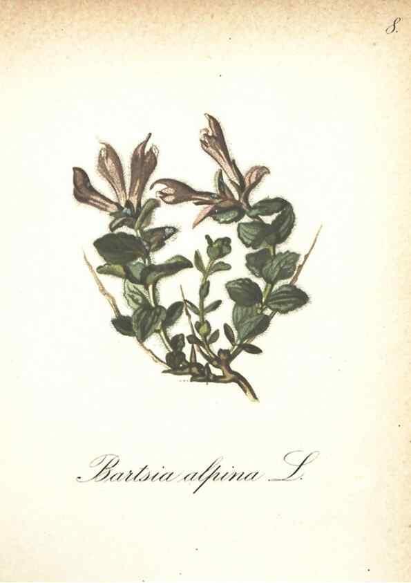 Reproducción/Reproduction 7348936274: Die Alpenpflanzen nach der Natur gemalt /. Prag :F. Tempsky,1879-1884.