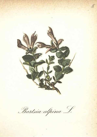 Reproducción/Reproduction 7348936274: Die Alpenpflanzen nach der Natur gemalt /. Prag :F. Tempsky,1879-1884.