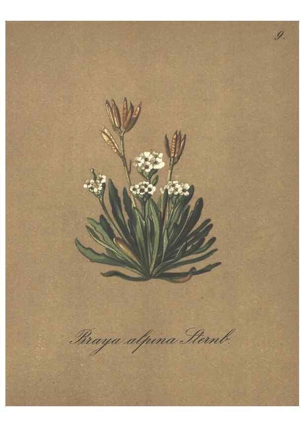 Reproducción/Reproduction 7163726325: Die Alpenpflanzen nach der Natur gemalt /. Prag :F. Tempsky,1879-1884.