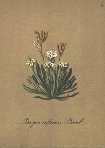 Reproducción/Reproduction 7163726325: Die Alpenpflanzen nach der Natur gemalt /. Prag :F. Tempsky,1879-1884.