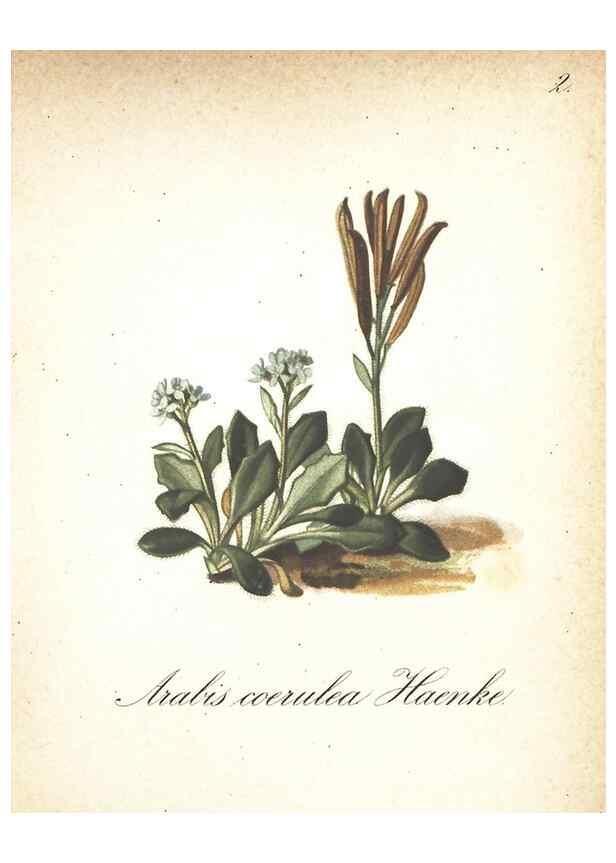 Reproducción/Reproduction 7348932442: Die Alpenpflanzen nach der Natur gemalt /. Prag :F. Tempsky,1879-1884.