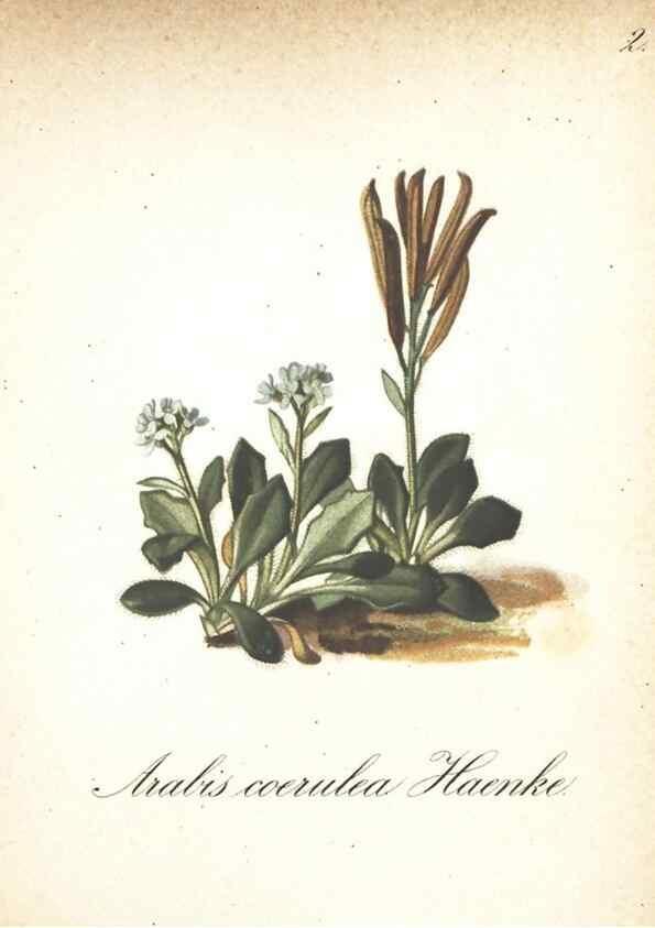 Reproducción/Reproduction 7348932442: Die Alpenpflanzen nach der Natur gemalt /. Prag :F. Tempsky,1879-1884.